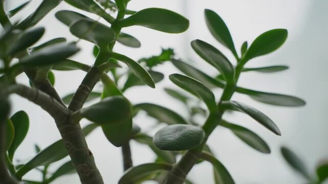 Vibrant jade plant leaves gently sway, bringing natural tranquility and lush green life indoors.
