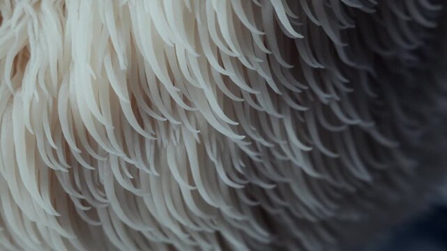 Right-to-left zoom reveals mature mushroom texture in detail macro shot. The Lion&rsquo;s Mane spines form a geometric wave pattern under soft lighting, suitable for wellness media or science visuals.