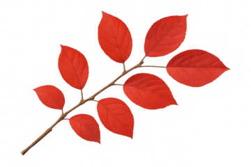 Branch showing red autumn leaves on transparent background