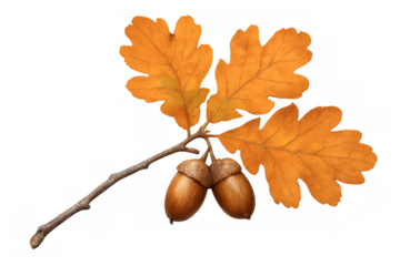 Two acorns hanging from oak branch with autumn leaves on transparent background