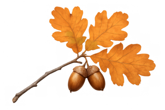 Two acorns hanging from oak branch with autumn leaves on transparent background