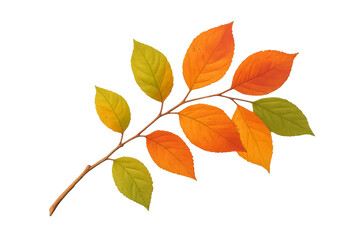 Fototapeta premium Branch showing colorful autumn leaves on transparent background