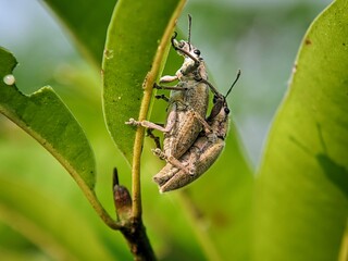 A Pair of Proboscis Beetles (Curculionidae) in the Natural Environment: Close-up of Insect Interactions on Plants.