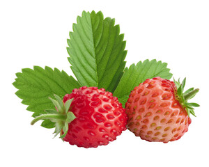 wild Strawberry with leaf isolated on white background, full depth of field