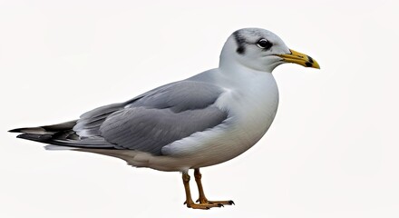 Naklejka premium Seabird Profile, White and Gray Plumage on White Background