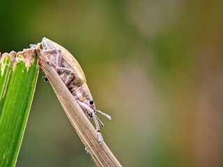 Proboscis Beetles (Curculionidae) Perched on Dry Trunks: Close-up Macro Photography.