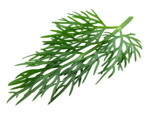Fototapeta premium Dill isolated on white background, full depth of field
