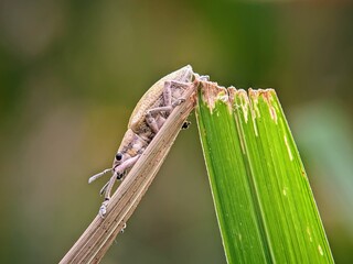 Proboscis Beetles (Curculionidae) Exploring Grass Stems: Macro Photography for Nature and Adventure...