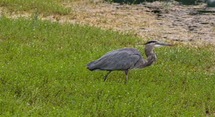 Great Blue Heron stalking prey in marsh.