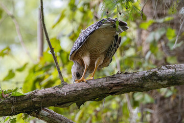A red shouldered hawk (Buteo lineatus) scratching its beak on a branch in Silver Springs State Park, in Siver Springs, Florida
