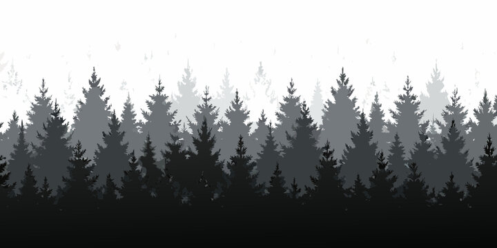 Monochromatic silhouette of a dense forest of evergreen pine trees in layers