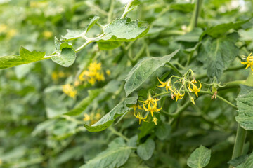 Cherry tomatoes leaves and flowers. Hydrophobic vegetables.
