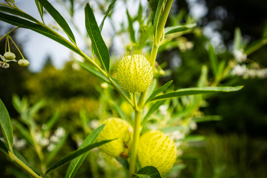 Balloon Plant or Hairy Balls Milkweed, aka Gomphocarpus physocarpus