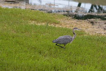 Great Blue Heron stalking prey in marsh.