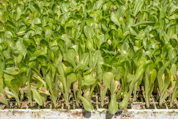 Lettuce sprouts on the ground.