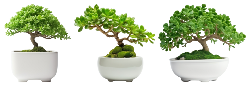 Three elegant bonsai trees displayed