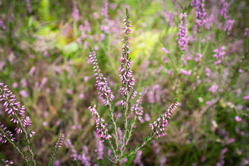 Heather, Calluna vulgaris, aka Scotch Heather or Ling