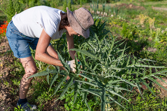 Female farmer carefully tending to cynara cardunculus plants in her sunlit garden, embodying sustainable agriculture