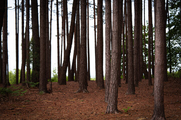 Autumn pine forest scenery with many tree trunks and fallen needles covering the ground, creating a mix of darkness and light in a remote woodland.