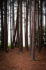 Obraz premium Autumn pine forest scenery with many tree trunks and fallen needles covering the ground, creating a mix of darkness and light in a remote woodland.