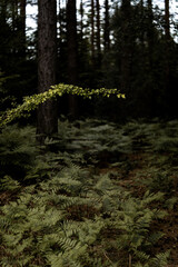 Forest landscape with dense fern cover on the ground and trees in the background, featuring a highlighted branch in the frame as a natural accent.