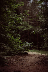Fototapeta premium Forest path with fallen pine cones leading into the woods. Trees and shrubs on both sides create dense greenery. Sunlight filters through leaves, casting light and shadow. 