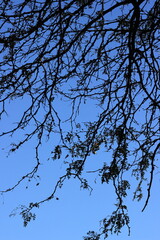 tree branches against blue sky
