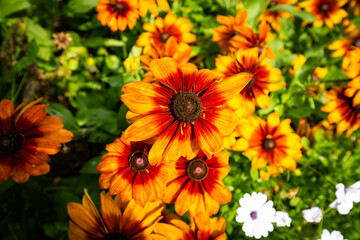 Black-eyed Susan cappuccino