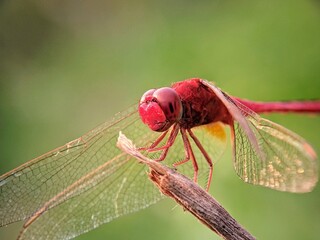 Red Insect (Trithemis) in Natural Habitat: Macro Photo with Bokeh Green Background.