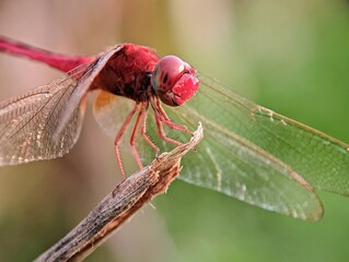 Side Portrait of a Red Dragonfly (Trithemis): Macro with Focus on the Legs and Body.