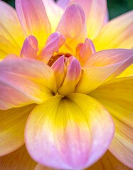 Obraz premium Close-up of a dahlia flower