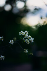 Blooming jasmine branches with delicate white flowers against sunset bokeh background. Romantic natural scene symbolizing beauty, fragrance, spring, relaxation, and peaceful evening mood