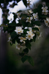 Blooming jasmine branches with delicate white flowers against sunset bokeh background. Romantic natural scene symbolizing beauty, fragrance, spring, relaxation, and peaceful evening mood