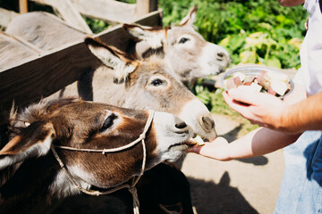 Donkeys in a pen being fed with pieces of vegetables from a human hand. Concept of animal care, farming, countryside lifestyle, kindness, and connection between people and animals