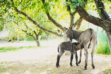Mother donkey with her cute baby resting under a tree in the shade. Tender moment of animal care and rural life, perfect for themes of nature, farming, countryside, and wildlife