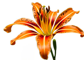 Close up of a bright orange tiger lily with dark spots and yellow center on a white background