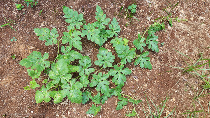 Watermelon seedlings emerging in summer in a garden