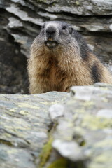 Murmeltier auf Stein