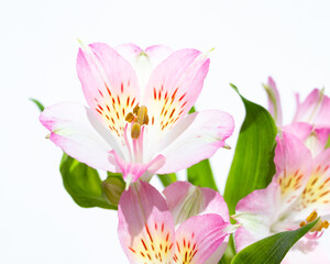 Fototapeta premium Close-up photograph of a pink flower in a studio with a neutral white background