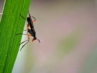 Scorpion Flies (Vespidae) Perched Upside Down on a Leaf: Close-up Macro Photography.