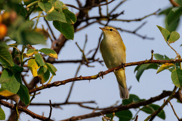   A willow warbler (Phylloscopus trochilus) perches on a dog rose branch