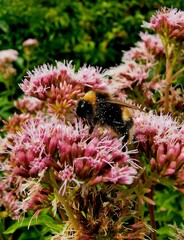 Hummel auf einer Blüte des Wasserdost © Jogerken