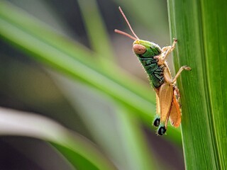 Macro Photography: Exclusive Moments of Green Grasshopper Nymphs (Hierodula Patellifera) Molting on Grass Stems