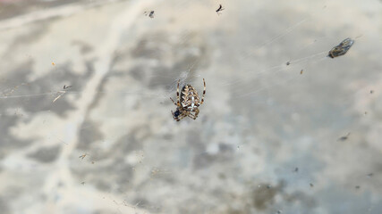 Close-up of a spider weaving its intricate web. The spider sits in the center, surrounded by small flies. Nature's predator at work showcasing the balance of ecosystems.