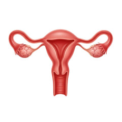 Detailed realistic anatomical illustration of the female reproductive system uterus and ovaries transparent background