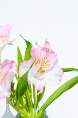 Close-up photograph of a pink flower in a studio with a neutral white background