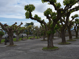 viaje campestre por España paisajes pintorescos amanecer y arboles