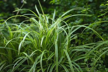 urban greening, green plants in flowerbeds, sidewalks, parks, recreational areas,