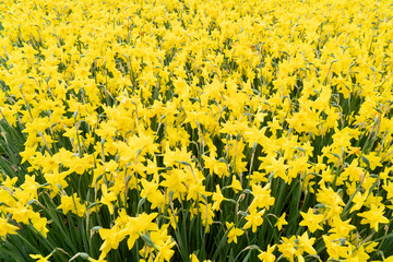 Fototapeta premium vibrant daffodil garden in full bloom during the delightful spring season is breathtaking