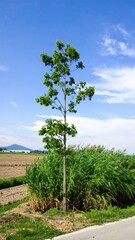 Isolated tree by a roadside